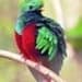 lindoquetzal